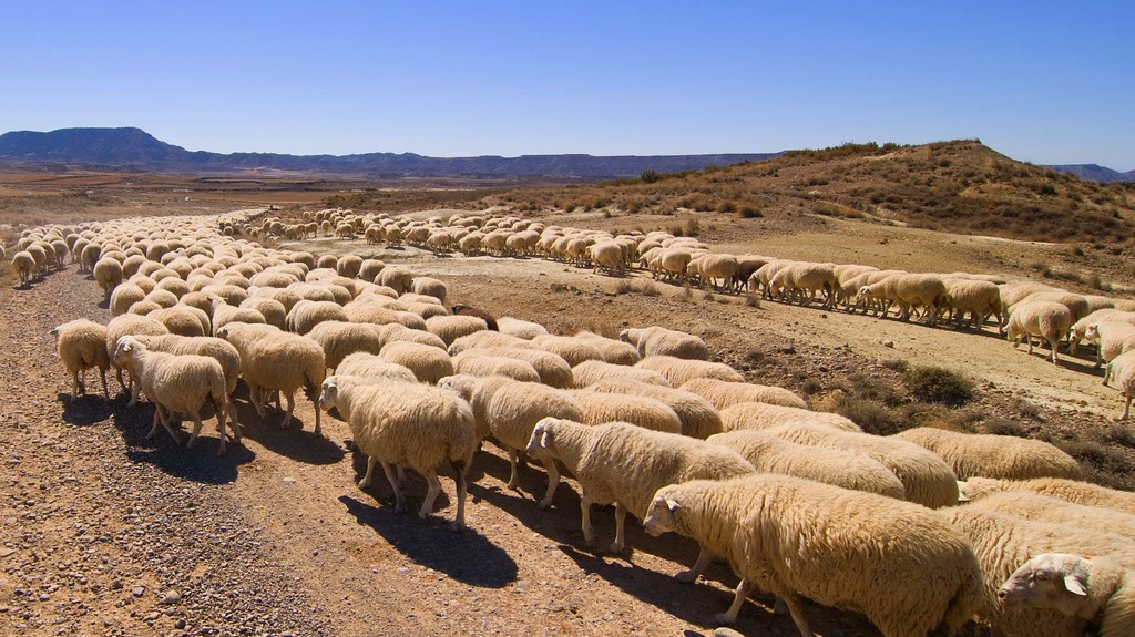 Rebaño de ovejas en trashumancia en las Bardenas - Turismo en Navarra