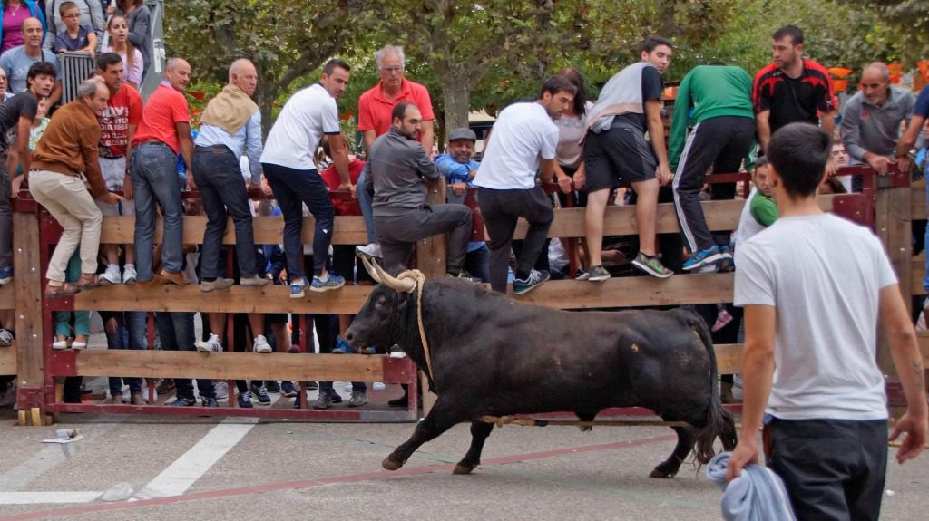 Toro con Soga de Lodosa :: Disfruta Navarra, Turismo en Navarra